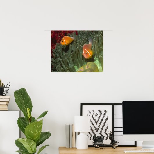Roze anemonefish in Magnificant Zee Anemone Poster (Thuiskantoor)