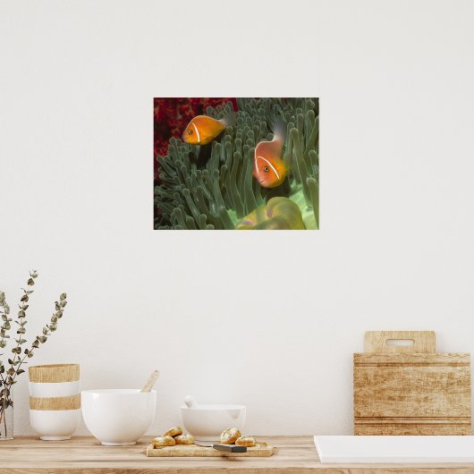 Roze anemonefish in Magnificant Zee Anemone Poster (Keuken)
