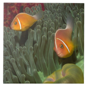 Roze anemonefish in Magnificant Zee Anemone Tegeltje
