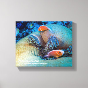 Roze anemoonvis en zeeanemoon canvas afdruk