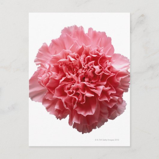 Roze Anjer Close-up Briefkaart (Voorkant)