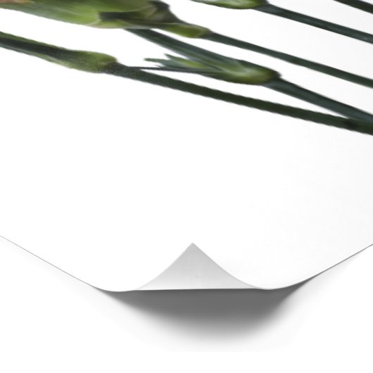 Roze anjers foto afdruk (Hoek)