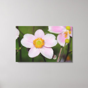 Roze annemon canvas afdruk