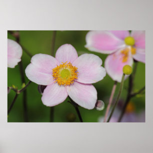 Roze annemon poster