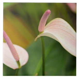 Roze Anthurium Bloemen Kauai Hawaii Tegeltje