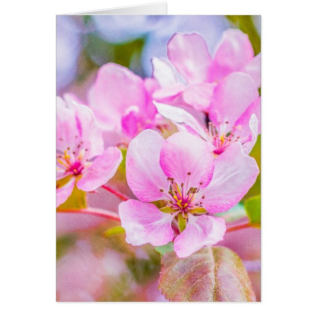 Roze Apple Blossom (Voorkant)
