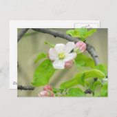 Roze Apple Blossom Briefkaart (Voorkant / Achterkant)