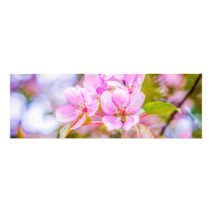 Roze Apple Blossom Foto Afdruk