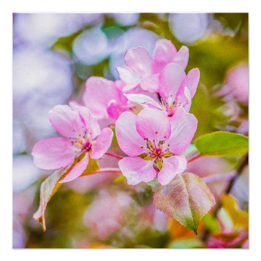 Roze Apple Blossom Perfect Poster (Voorkant)