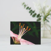 Roze assiatische Lily Briefkaart (Staand voorkant)