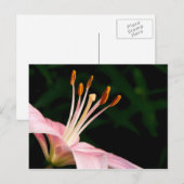 Roze assiatische Lily Briefkaart (Voorkant / Achterkant)