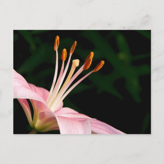 Roze assiatische Lily Briefkaart (Voorkant)