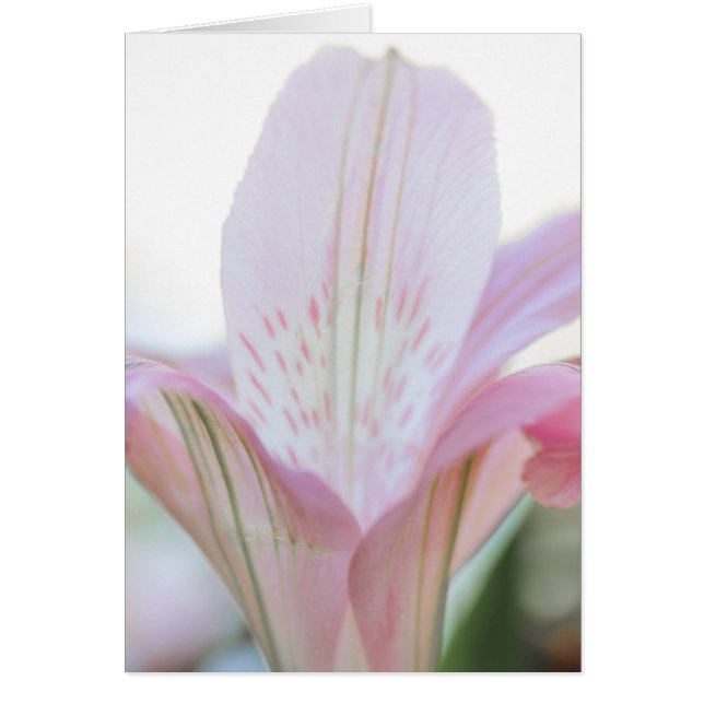  roze astel ventiel (Voorkant)