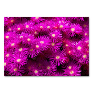 Roze aster Flowers Kaart