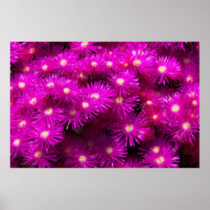 Roze aster Flowers Poster