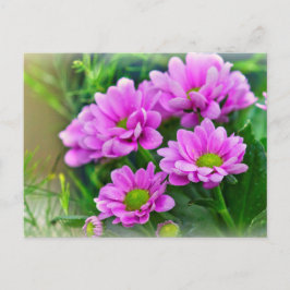 Roze asters briefkaart