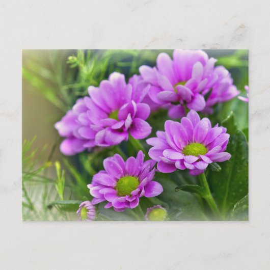 Roze asters briefkaart (Voorkant)