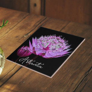 Roze Astrantia Bloem op Zwarte Achtergrond Bloem Tegeltje