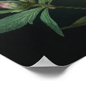 Roze Astrantia Bloemenkunst Print Poster (Hoek)