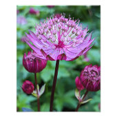 Roze Astrantia Bloom Bloemen Foto Afdruk (Voorkant)