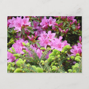 ROZE AZALEA 30 BLOEMEN Dennekaarten Cadeaus Mokken Briefkaart