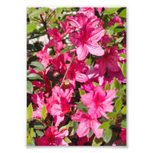 Roze azalea-bloemen