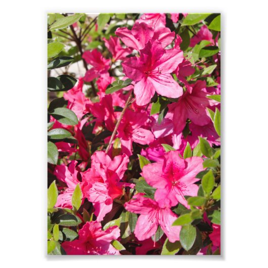 Roze azalea-bloemen foto afdruk (Voorkant)