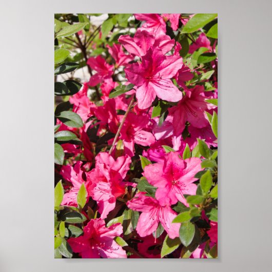 Roze azalea-bloemen poster (Voorkant)