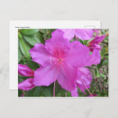 Roze Azalea Briefkaart (Voorkant / Achterkant)