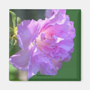 Roze Azalea Flower Photo Magnet Magneet