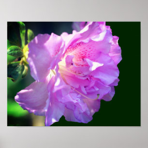 Roze Azalea Flower Poster