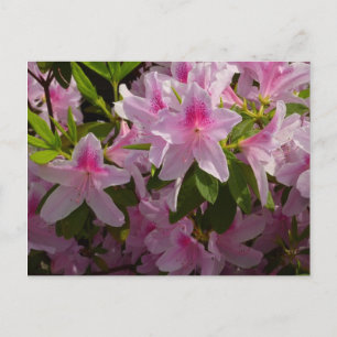 Roze Azalea Struik Spring Floral Briefkaart