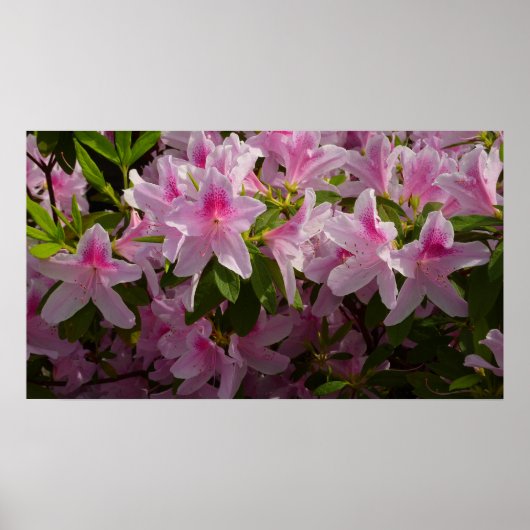 Roze Azalea Struik Spring Floral Poster (Voorkant)