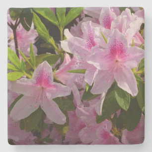Roze Azalea Struik Spring Floral Stenen Onderzetter