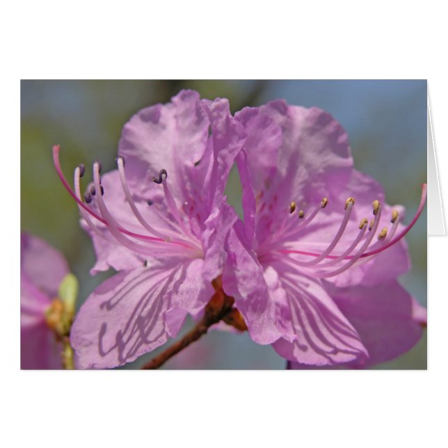 Roze Azaleas (Voorkant Horizontaal)