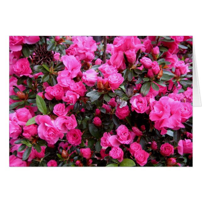 Roze Azaleas (Voorkant Horizontaal)