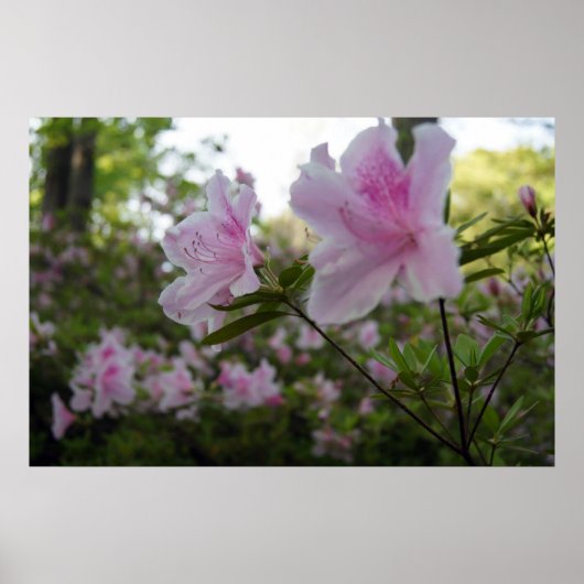 Roze Azaleas in Springtime Poster (Voorkant)
