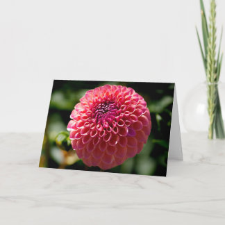 Roze Bal Dahlia Lege Kaart