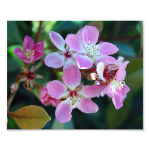 Roze Ballerina Blossom Foto Afdruk