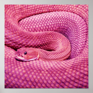Roze Basilisk Ratelslang Poster