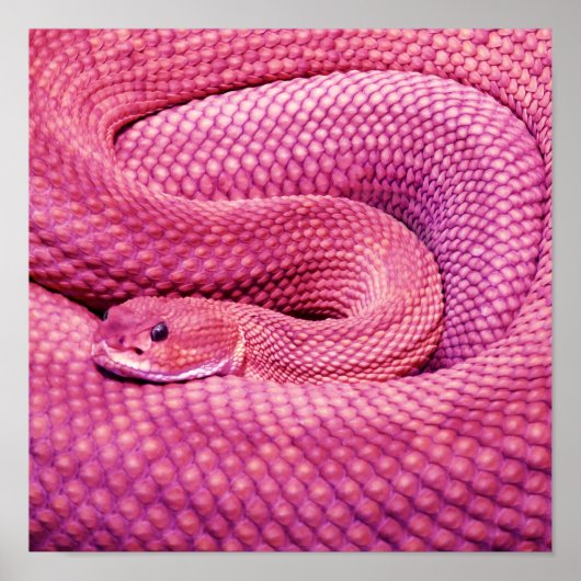 Roze Basilisk Ratelslang Poster (Voorkant)