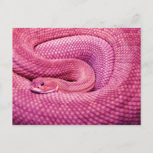Roze Basilisk Rattlesnake Briefkaart