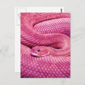 Roze Basilisk Rattlesnake Briefkaart (Voorkant / Achterkant)