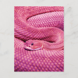 Roze Basilisk Rattlesnake Briefkaart