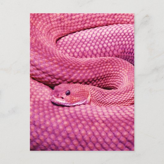 Roze Basilisk Rattlesnake Briefkaart (Voorkant)