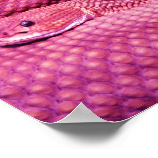Roze Basilisk Rattlesnake Poster (Hoek)