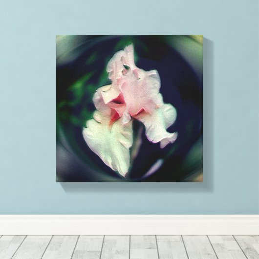 Roze Bearded Iris Bloem Kunst Canvas Afdruk (Insitu (Houten vloer))