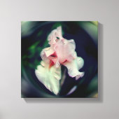 Roze Bearded Iris Bloem Kunst Canvas Afdruk (Voorkant)