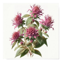 Roze Bee Balm Bloem Art Print Poster