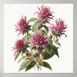 Roze Bee Balm Bloem Art Print Poster